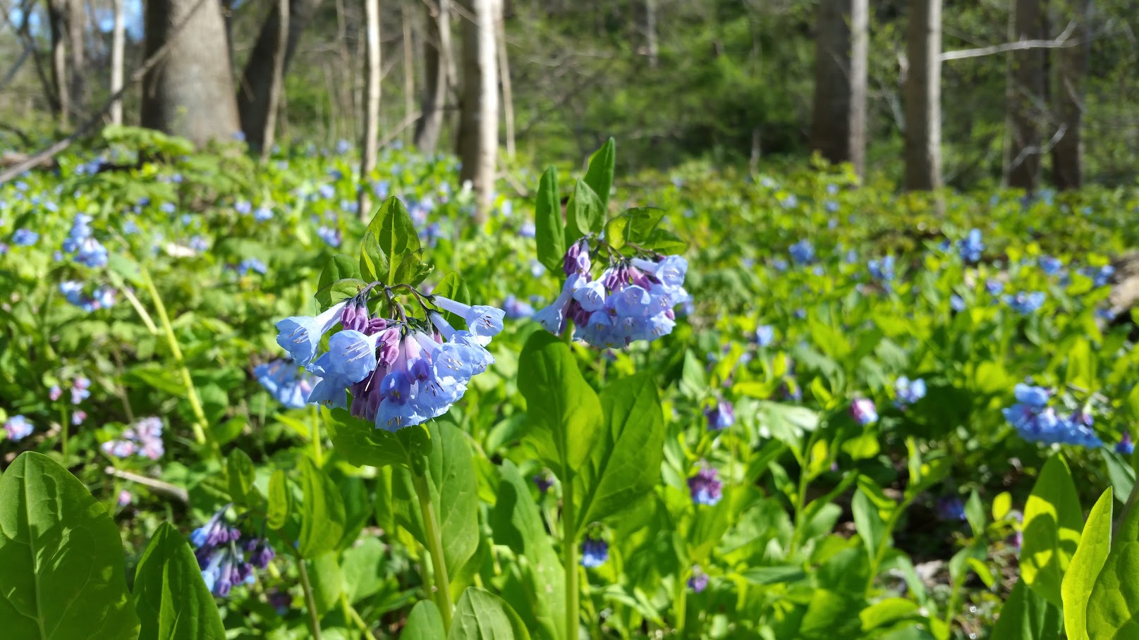 Virginia Bluebells - Mertensia virginica