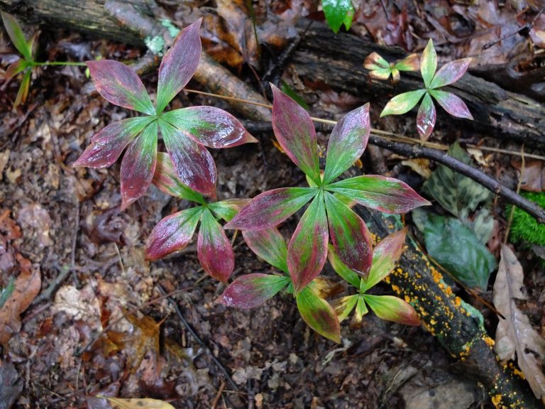 Cucumber root — Medeola virginiana | Nomad Seed Project